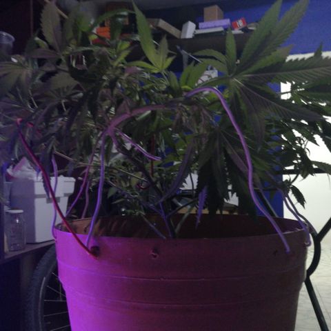 Error 404 growlog timeline photo
