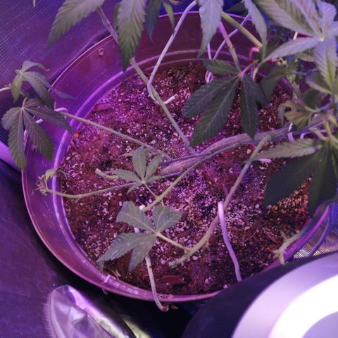 Cherry Head Cbd growlog timeline photo