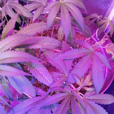 Cherry Head Cbd growlog timeline photo