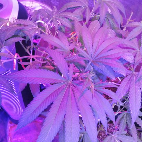 Cherry Head Cbd growlog timeline photo