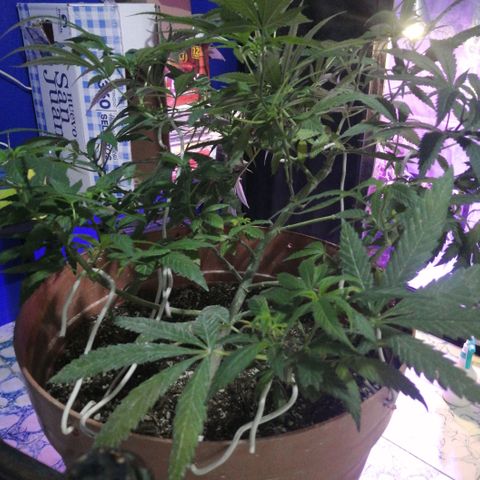 Error 404 growlog timeline photo