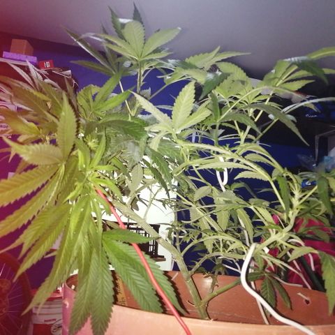 Error 404 growlog timeline photo