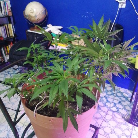 Error 404 growlog timeline photo
