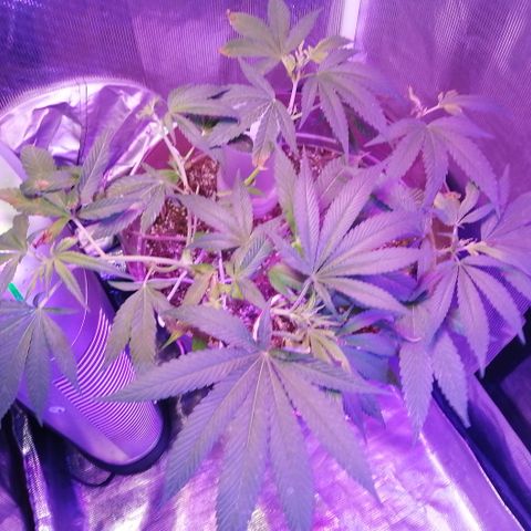 Cherry Head Cbd growlog timeline photo