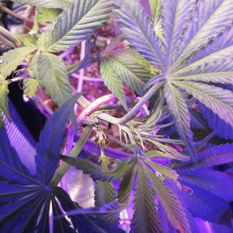 Cherry Head Cbd growlog timeline photo