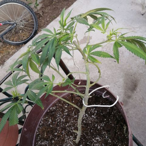 Cherry Head Cbd growlog timeline photo