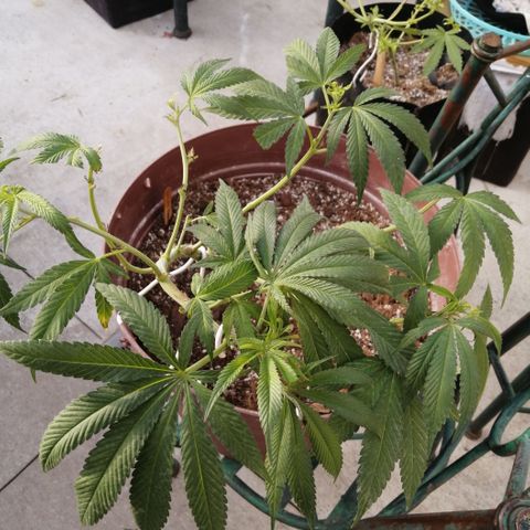 Cherry Head Cbd growlog timeline photo