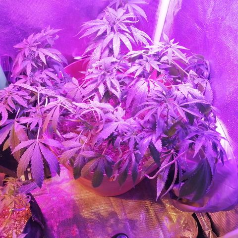 Error 404 growlog timeline photo