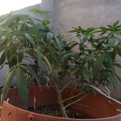 Error 404 growlog timeline photo