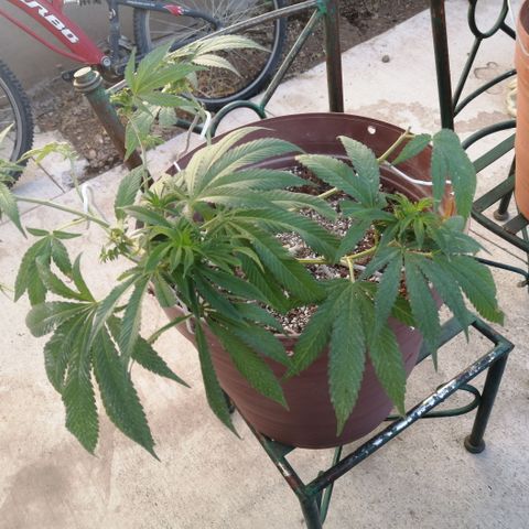Cherry Head Cbd growlog timeline photo