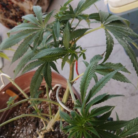 Cherry Head Cbd growlog timeline photo