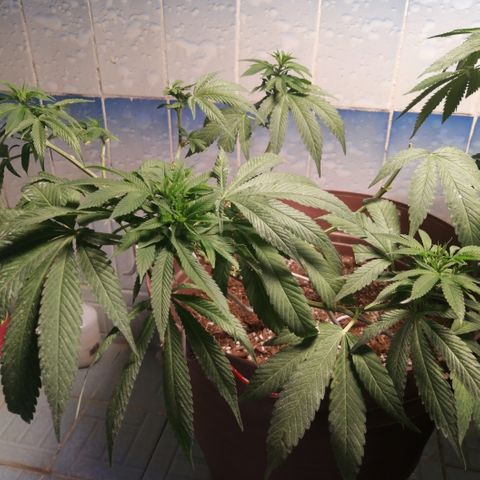 Cherry Head Cbd growlog timeline photo