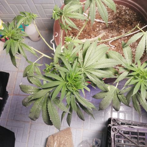 Cherry Head Cbd growlog timeline photo