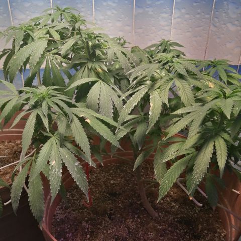 Error 404 growlog timeline photo