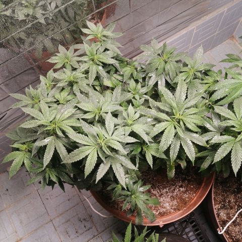 Error 404 growlog timeline photo