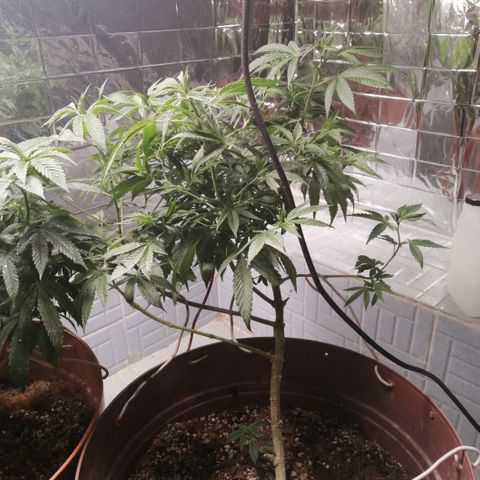 Cherry Head Cbd growlog timeline photo