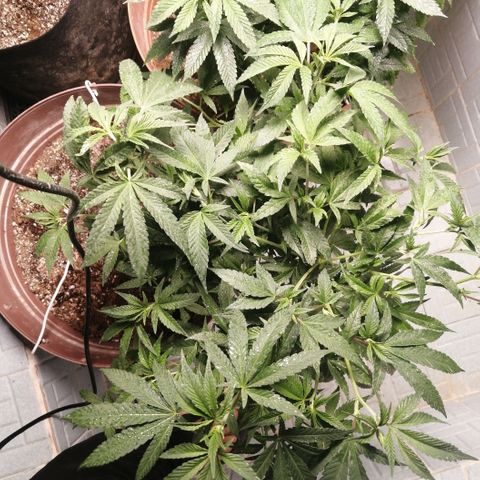 Cherry Head Cbd growlog timeline photo