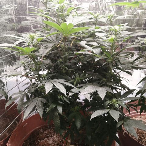 Error 404 growlog timeline photo