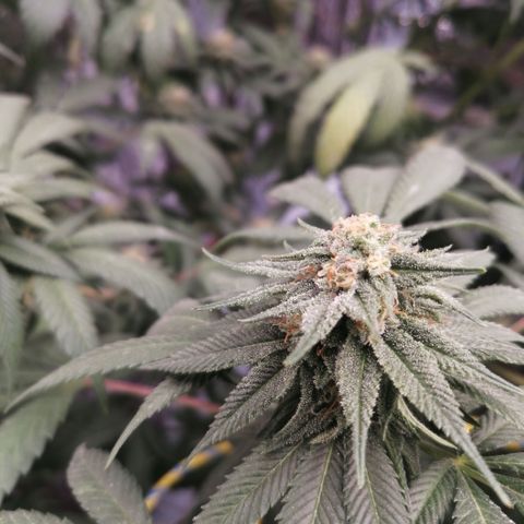 Cherry Head Cbd growlog timeline photo