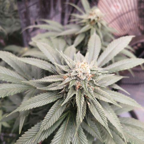 Cherry Head Cbd growlog timeline photo