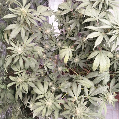 Cherry Head Cbd growlog timeline photo