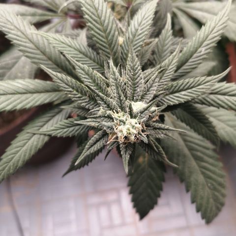 Error 404 growlog timeline photo