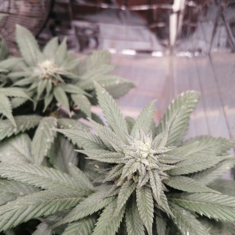 Error 404 growlog timeline photo