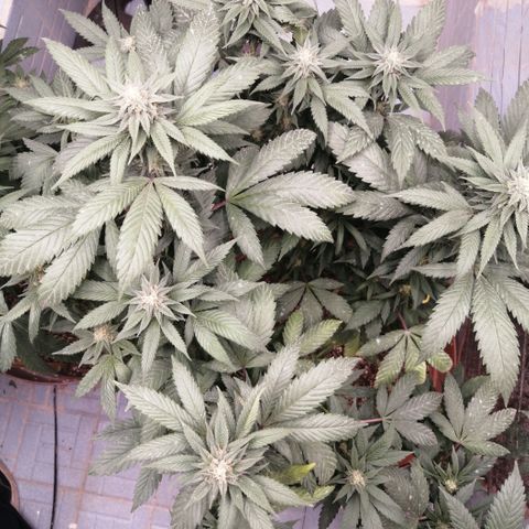 Error 404 growlog timeline photo