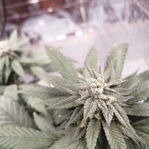 Error 404 growlog timeline photo