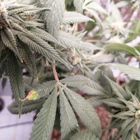 Cherry Head Cbd growlog timeline photo