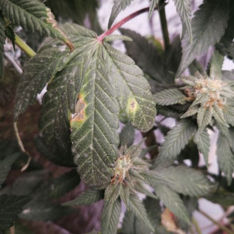 Cherry Head Cbd growlog timeline photo