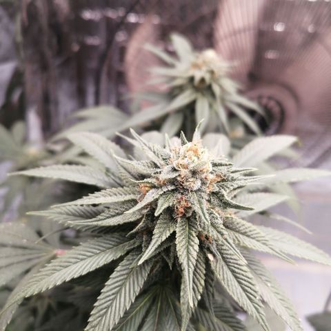 Cherry Head Cbd growlog timeline photo
