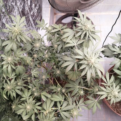 Cherry Head Cbd growlog timeline photo