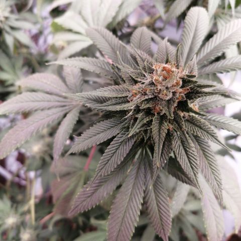 Cherry Head Cbd growlog timeline photo