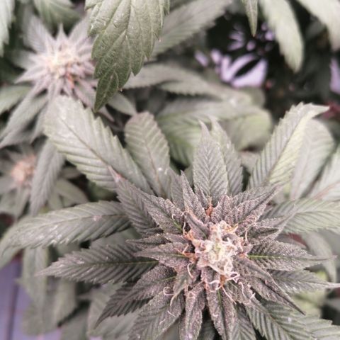 Error 404 growlog timeline photo