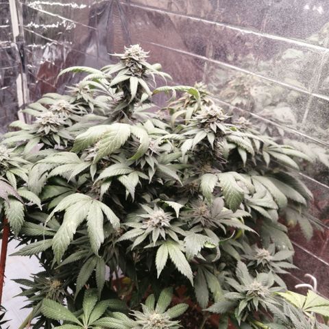 Error 404 growlog timeline photo