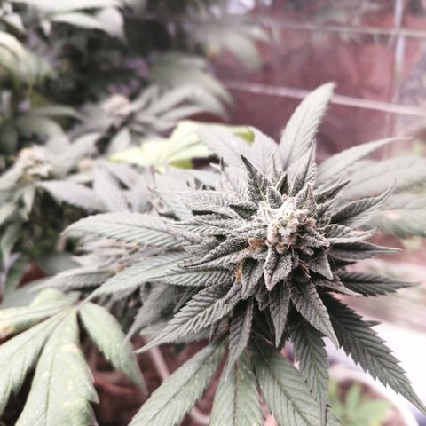 Error 404 growlog timeline photo