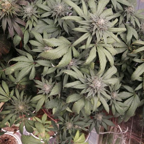 Error 404 growlog timeline photo