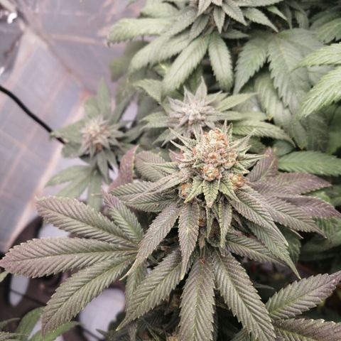 Cherry Head Cbd growlog timeline photo