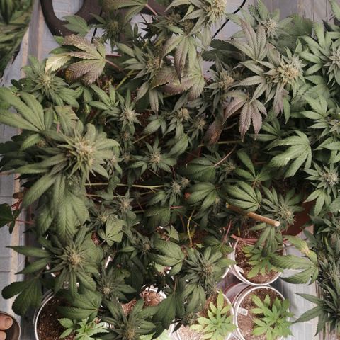 Cherry Head Cbd growlog timeline photo