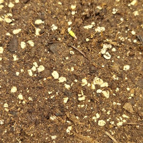 First try growlog timeline photo