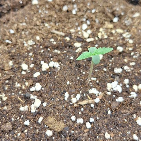 First try growlog timeline photo