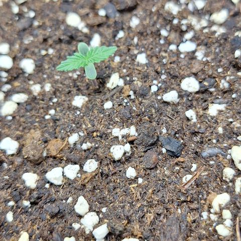 First try growlog timeline photo