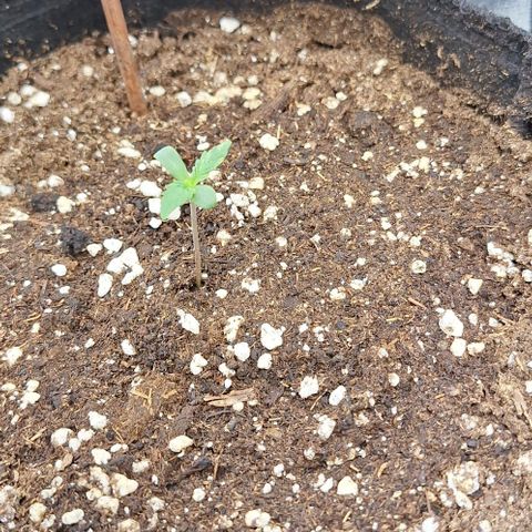 First try growlog timeline photo