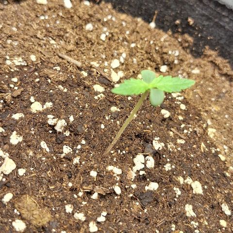 First try growlog timeline photo
