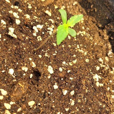First try growlog timeline photo