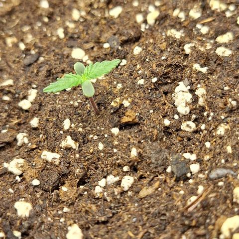 First try growlog timeline photo