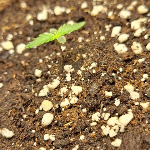 First try growlog timeline photo
