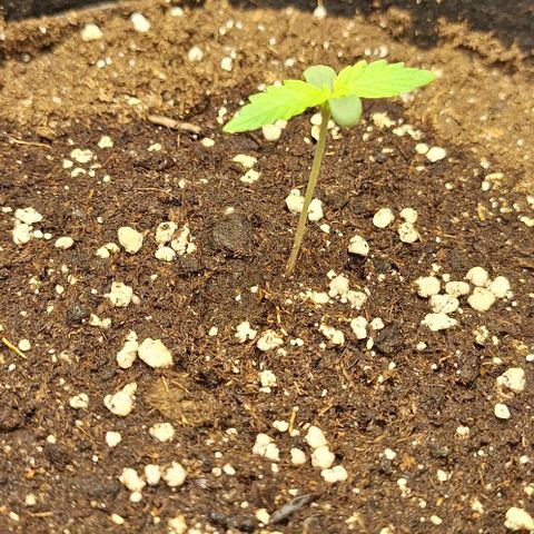 First try growlog timeline photo