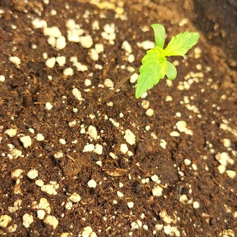 First try growlog timeline photo